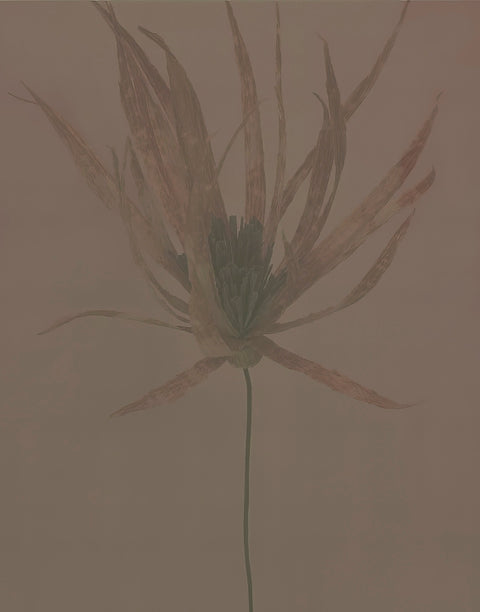 WALLPAPER