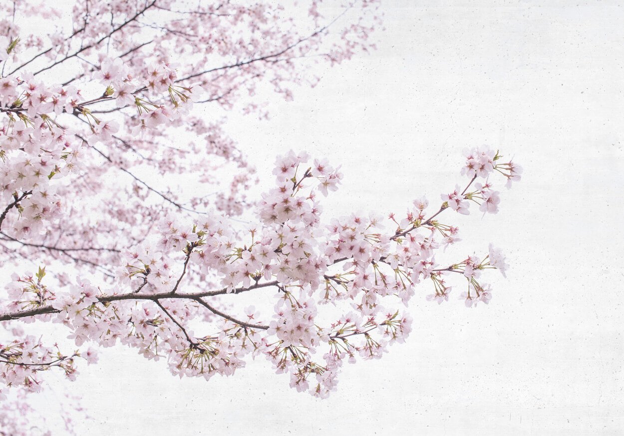 WALLPAPER