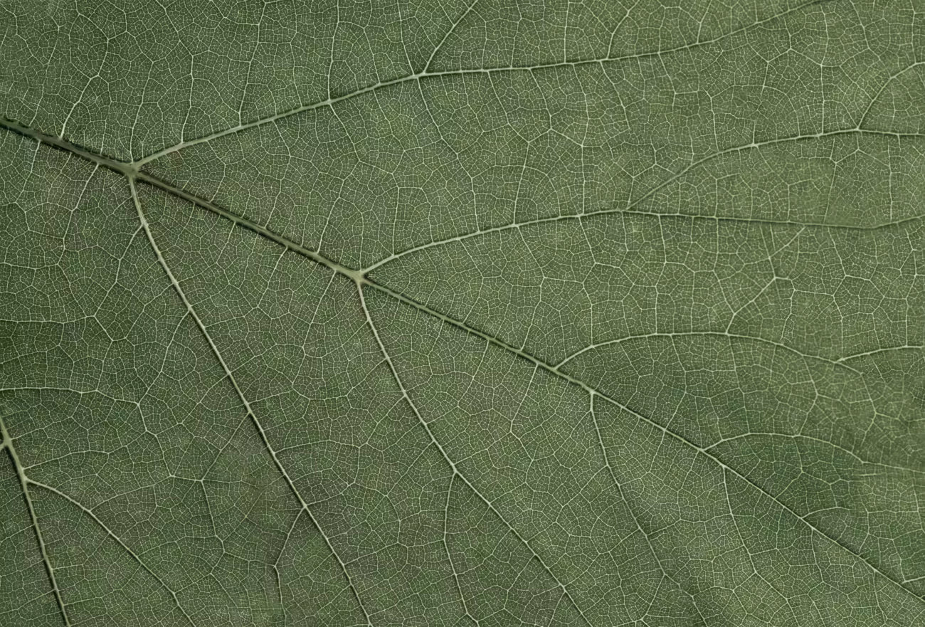 WALLPAPER