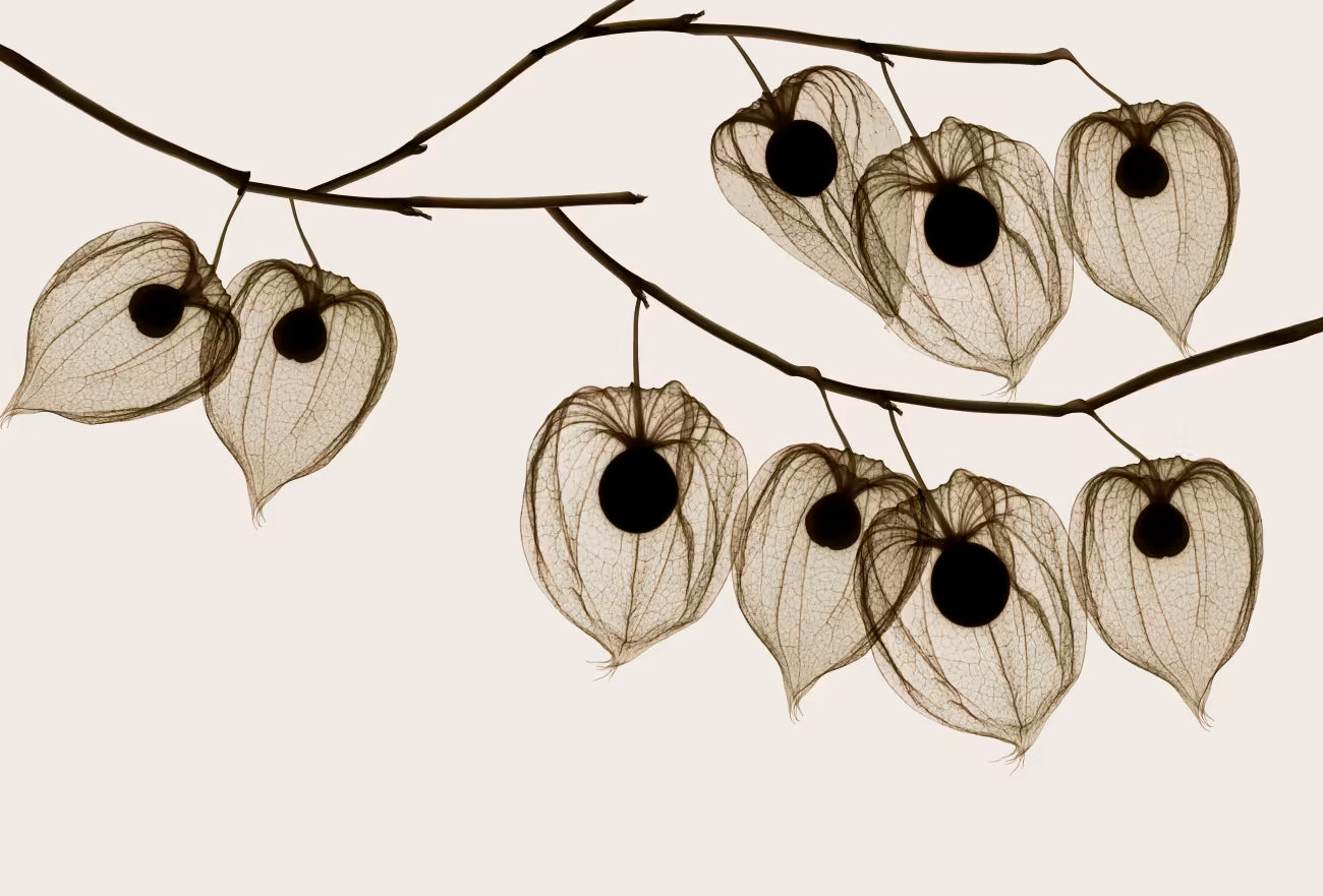 WALLPAPER