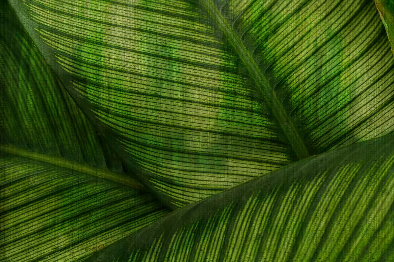 WALLPAPER