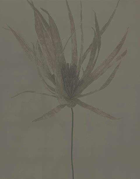 WALLPAPER