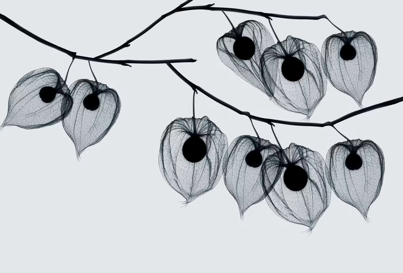 WALLPAPER