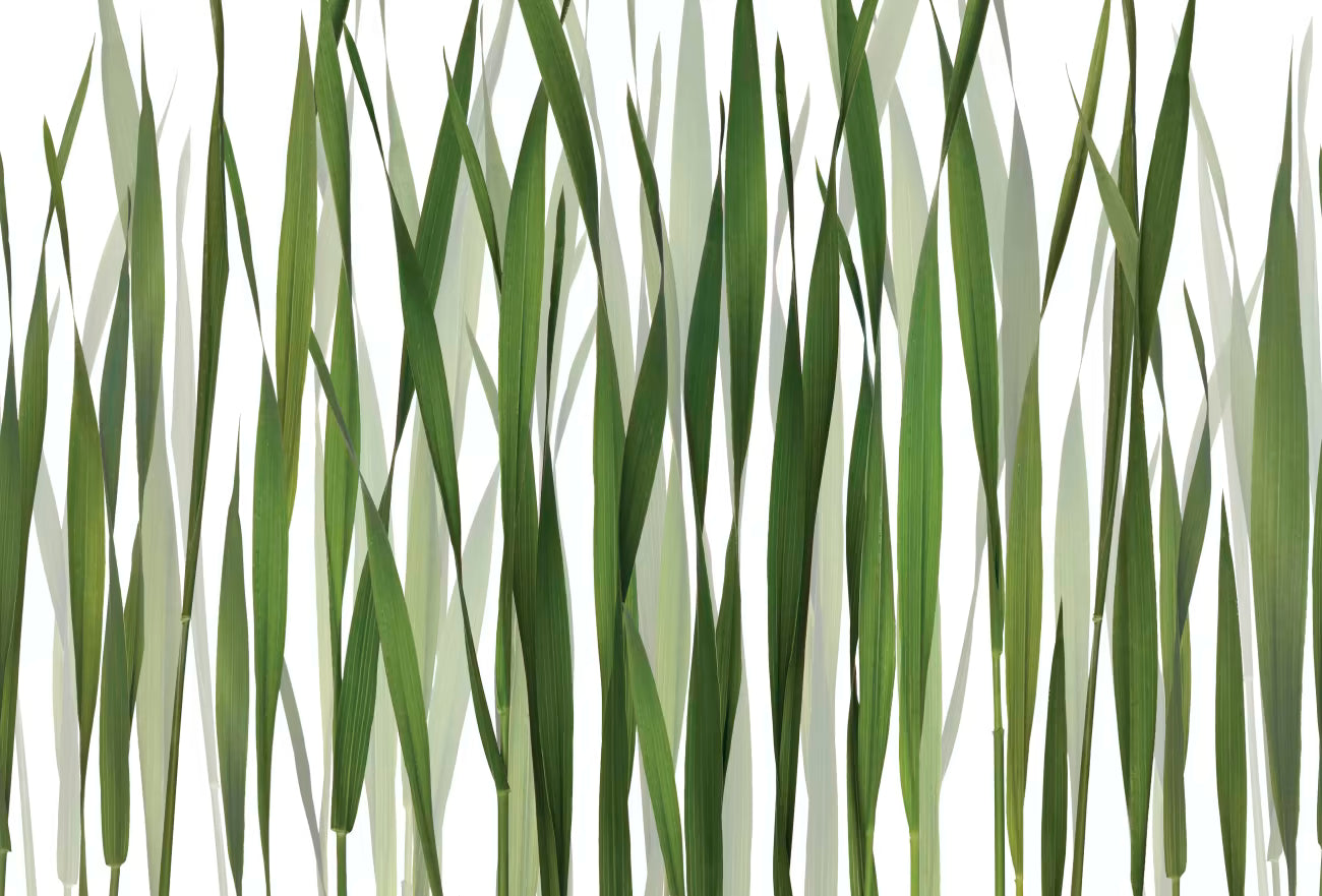 WALLPAPER