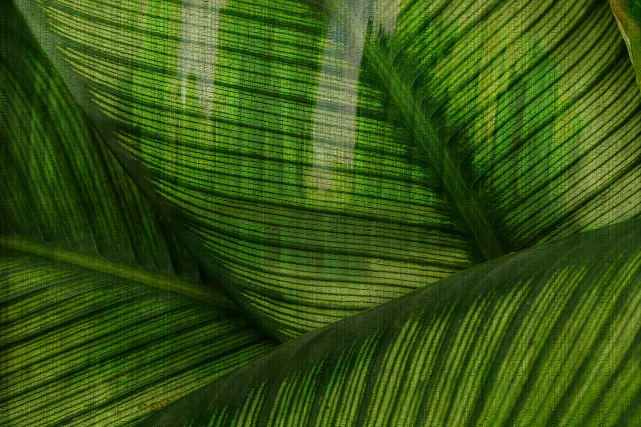 WALLPAPER