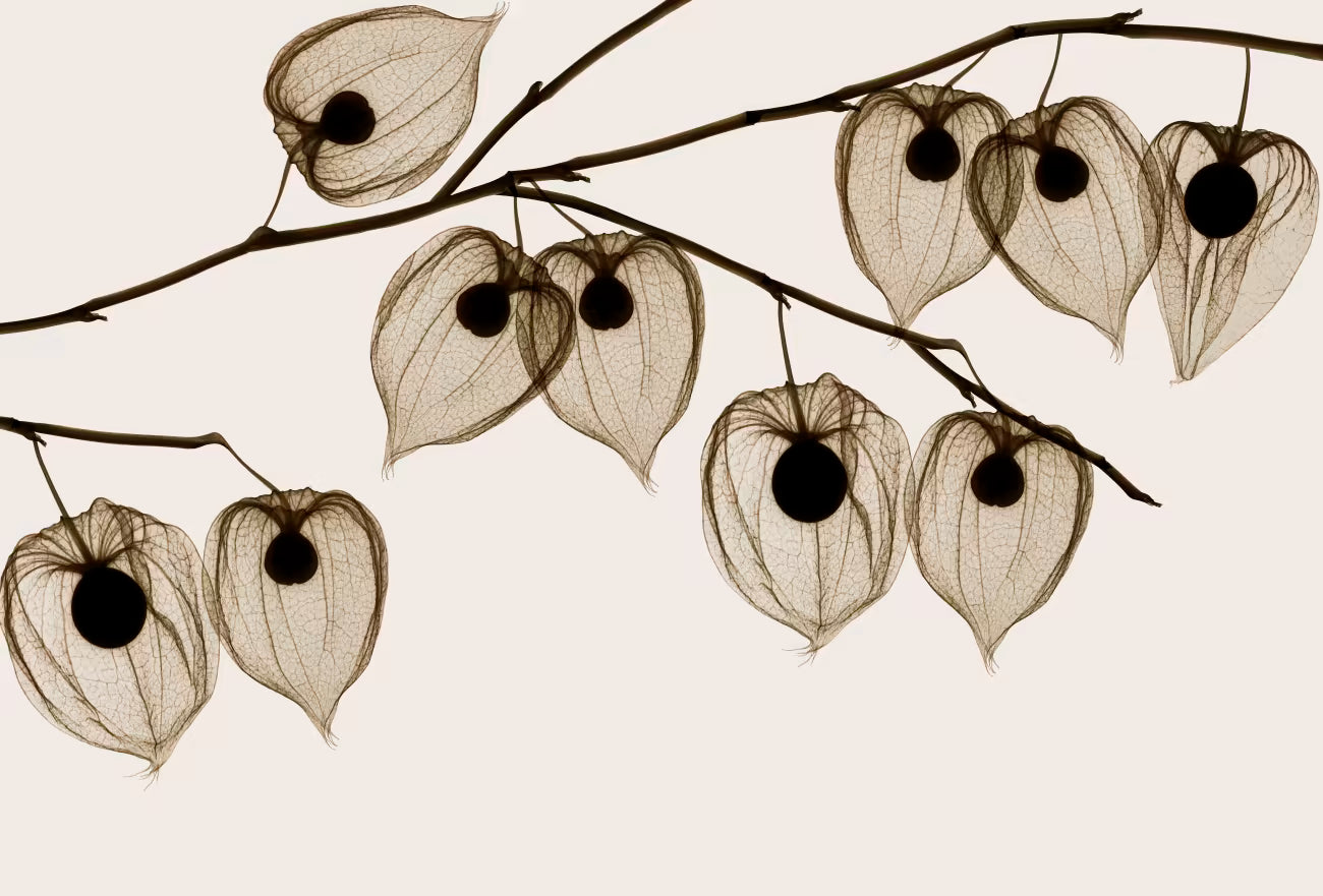 WALLPAPER