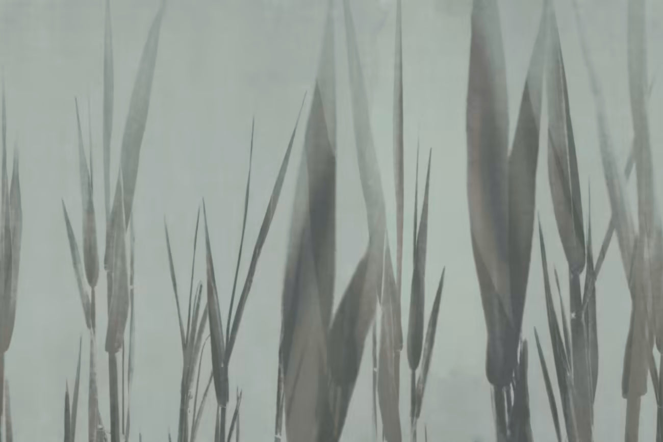 WALLPAPER