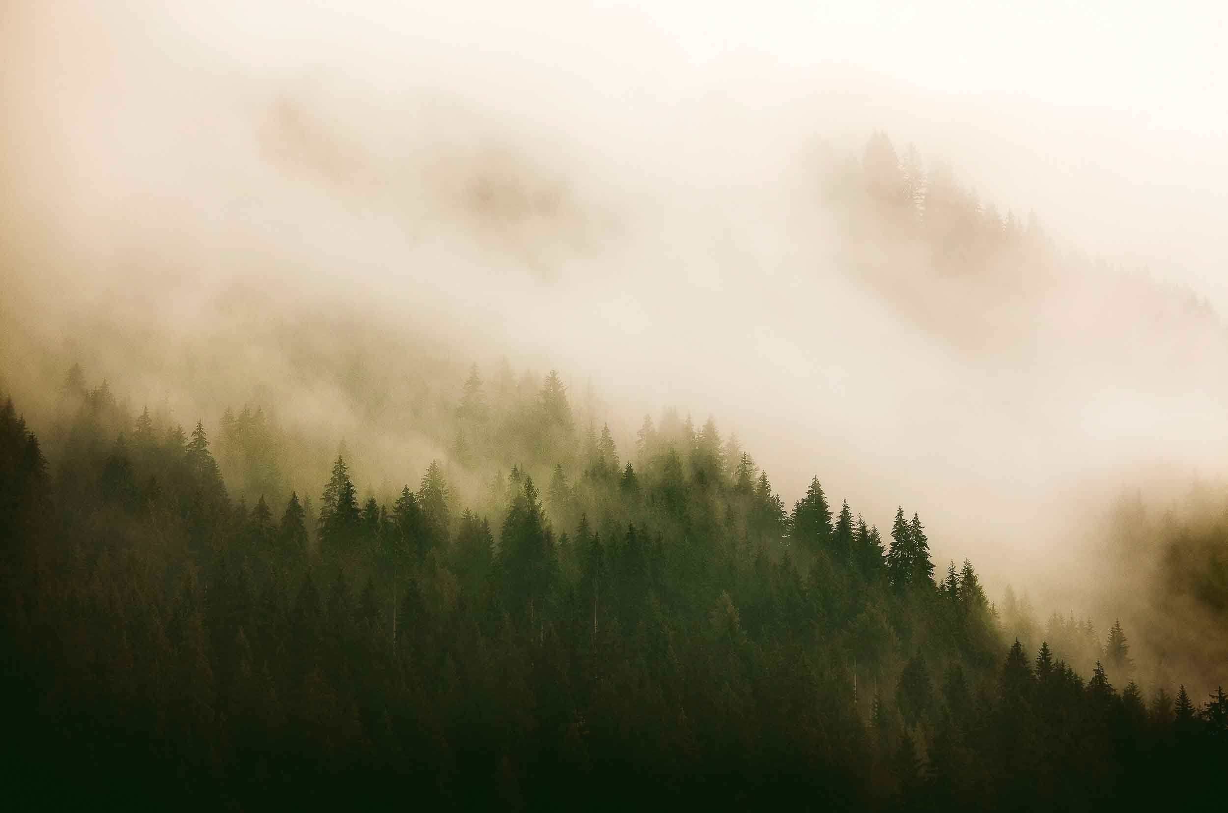WALLPAPER
