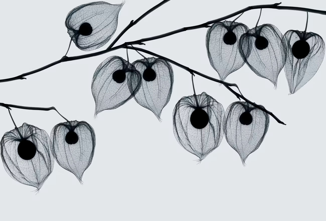 WALLPAPER